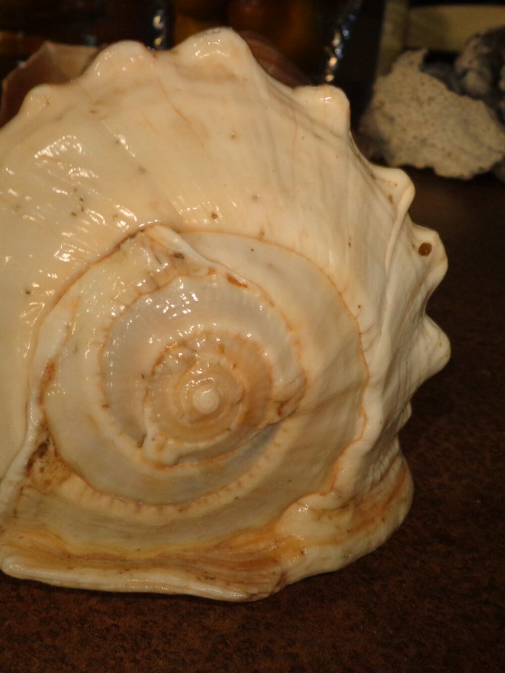 Sea Shell Authentic Cassis Rufa Nature's Beauty 5.5" - Picture 6 of 6